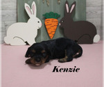 Small #4 Cavalier King Charles Spaniel