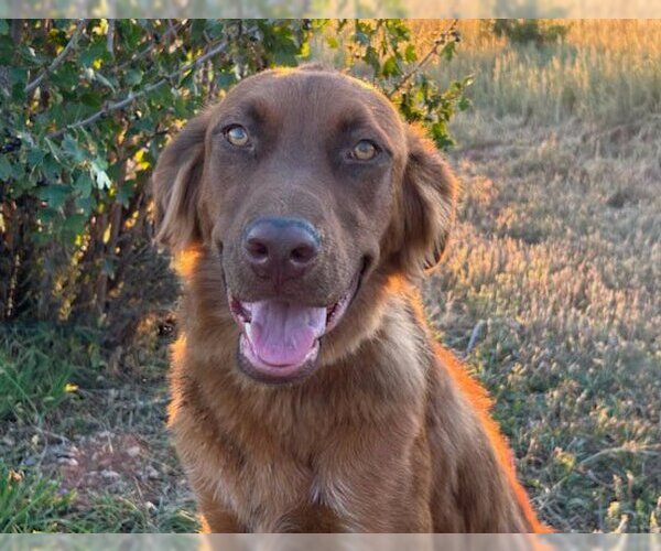 Medium Photo #29 Golden Shepherd Puppy For Sale in Laramie, WY, USA