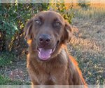 Small #28 Golden Shepherd