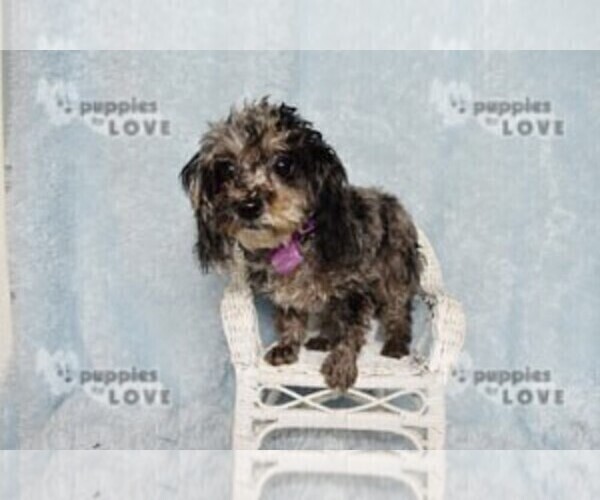 Medium Photo #2 Poodle (Toy) Puppy For Sale in SANGER, TX, USA