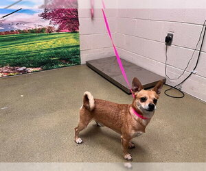 Chihuahua-Unknown Mix Dogs for adoption in Moreno Valley, CA, USA