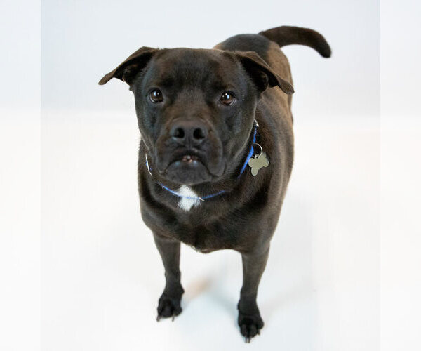 Medium Photo #5 Miniature Bulldog Puppy For Sale in Kennesaw, GA, USA