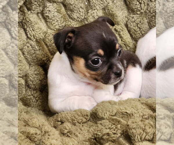 Medium Photo #3 Chihuahua Puppy For Sale in RUSTBURG, VA, USA