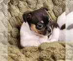 Small #2 Chihuahua