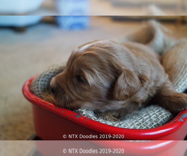 Medium Photo #19 Goldendoodle Puppy For Sale in DENISON, TX, USA