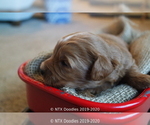 Small Photo #19 Goldendoodle Puppy For Sale in DENISON, TX, USA