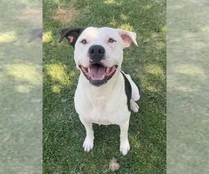 Mutt Dogs for adoption in Riverside, CA, USA