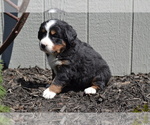 Puppy Odessa Bernese Mountain Dog
