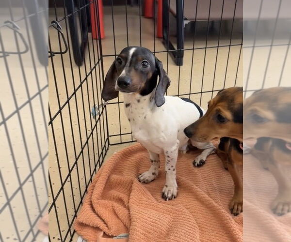 Medium Photo #3 Dachshund Puppy For Sale in Mundelein, IL, USA