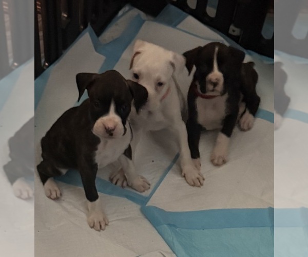 Medium Photo #1 Boxer Puppy For Sale in DISPUTANTA, VA, USA