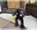 Small Photo #50 Rotticorso Puppy For Sale in REEVESVILLE, SC, USA