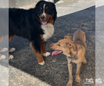 Small #6 Retriever  Mix