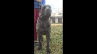 Father of the Cane Corso puppies born on 11/21/2017
