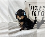Small Photo #2 Bernedoodle Puppy For Sale in GREENFIELD, IN, USA