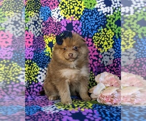 Pomeranian Puppy for sale in CHRISTIANA, PA, USA