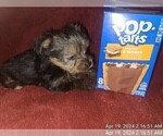 Small Photo #29 Yorkshire Terrier Puppy For Sale in AKRON, OH, USA
