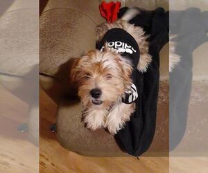 YorkiePoo Puppy for sale in BUFFALO, NY, USA