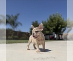 Small #2 French Bulldog