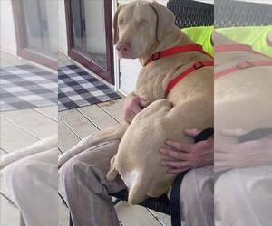 Weimaraner Dogs for adoption in Monterey, VA, USA