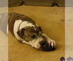 Small #11 American Pit Bull Terrier Mix