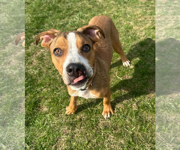 Medium Photo #11 American Bulldog-Unknown Mix Puppy For Sale in Germantown, OH, USA