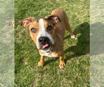 Small #10 American Bulldog Mix