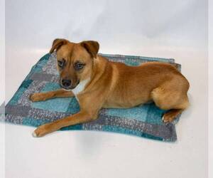 Weston - Male Mutt Dog for Adoption - Photo #5