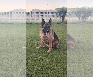 Father of the German Shepherd Dog puppies born on 01/01/2025