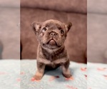 Small #1 French Bulldog