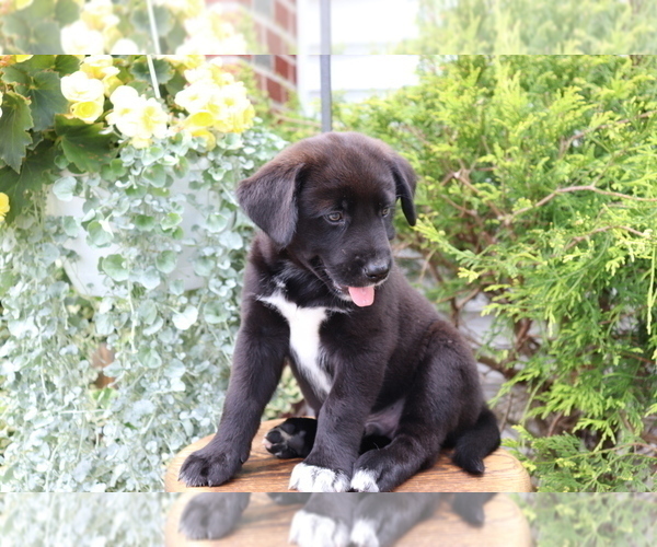 Medium Photo #4 Akita-Labrador Retriever Mix Puppy For Sale in SHILOH, OH, USA
