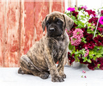 Small Photo #6 Mastiff Puppy For Sale in WAKARUSA, IN, USA