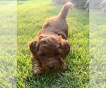 Small Photo #36 Double Doodle Puppy For Sale in LAGRANGE, GA, USA