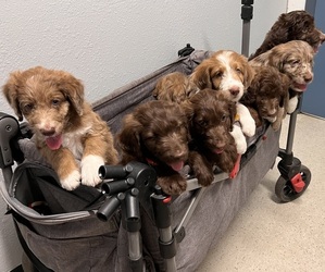 Aussiedoodle-Australian Shepherd Mix Litter for sale in GILBERT, AZ, USA