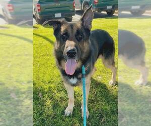 German Shepherd Dog Dogs for adoption in Sacramento, CA, USA