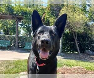 German Shepherd Dog-Unknown Mix Dogs for adoption in Martinez, CA, USA