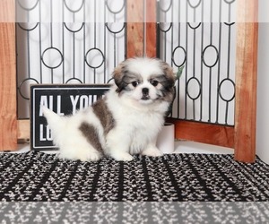 Zuchon Puppy for sale in NAPLES, FL, USA
