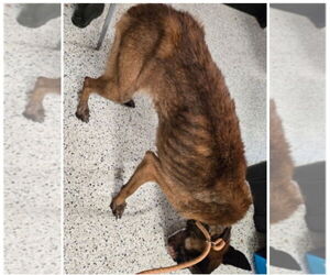 Lorcan Woodley - SC - Male Mutt Dog for Adoption - Photo #5
