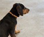 Small #7 Labrador Retriever-Rhodesian Ridgeback Mix