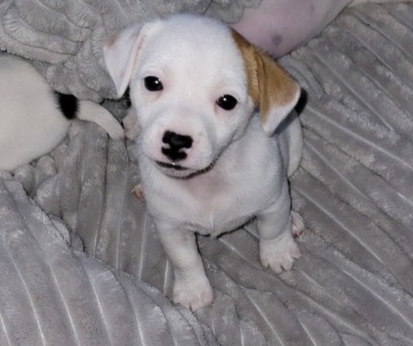 Medium Photo #1 Russell Terrier Puppy For Sale in LANCASTER, WI, USA