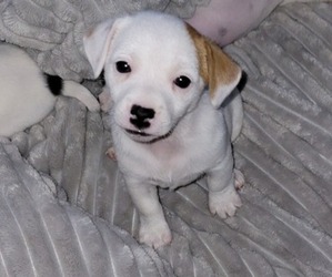 Russell Terrier Puppy for sale in LANCASTER, WI, USA