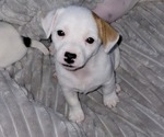 Small Russell Terrier
