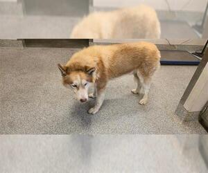 Alaskan Malamute Dogs for adoption in Houston, TX, USA