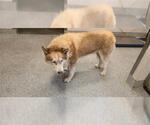 Small Alaskan Malamute