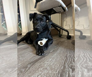 Franklin - Male Mutt Dog for Adoption - Photo #14