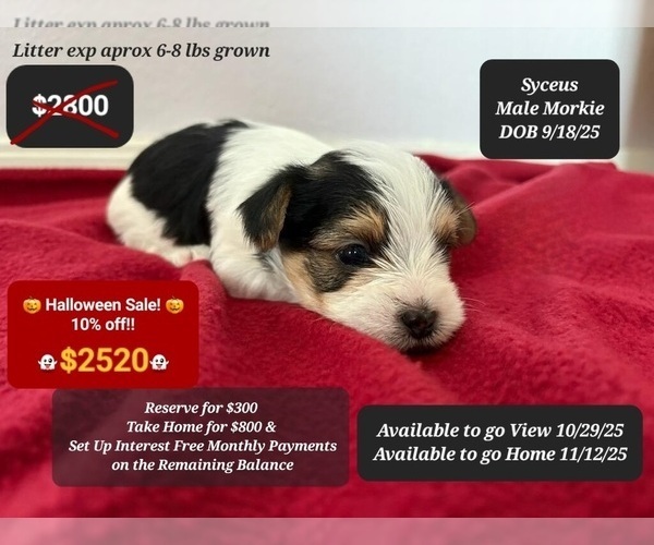 Medium Photo #2 Morkie Puppy For Sale in TUCSON, AZ, USA