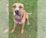 Small American Staffordshire Terrier-Labrador Retriever Mix