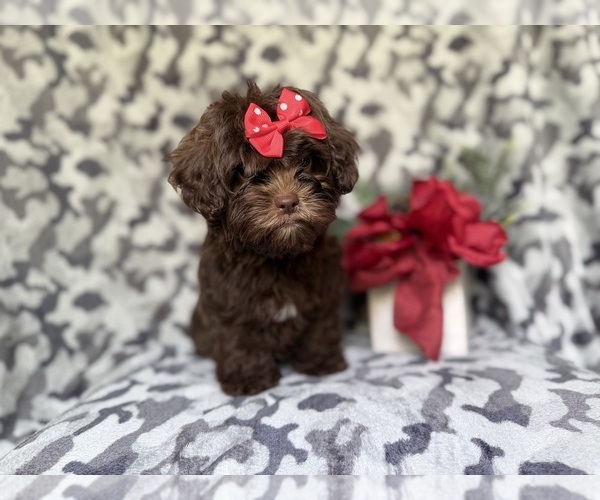 Medium Photo #5 ShihPoo Puppy For Sale in LAKELAND, FL, USA
