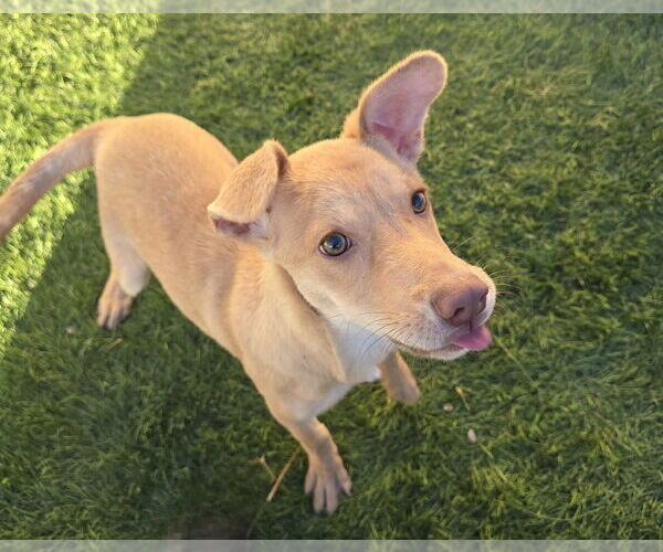 Medium Photo #9 Mutt Puppy For Sale in Lakewood, CO, USA