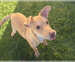 Small #8 Mutt