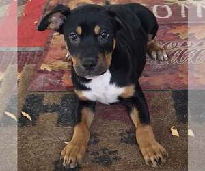 Shepweiller Dogs for adoption in SHERBURNE, NY, USA